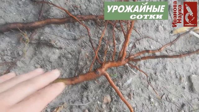 ЗАПОМНИТЕ эти правила для 100 % приживаемости саженцев и для 100 кг плодов с дерева! смотреть онлайн