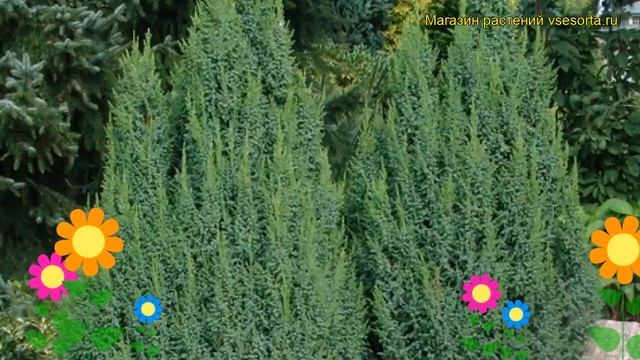 Можжевельник чешуйчатый Лодери. Краткий обзор, описание характеристик juniperus squamata Loderi смотреть онлайн