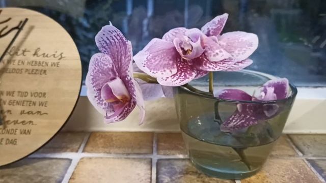 Цветущие веточки орхидей в интерьере кухни смотреть онлайн