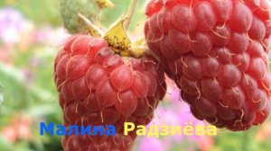 Малина, сорта летней и ремонтантной  малины