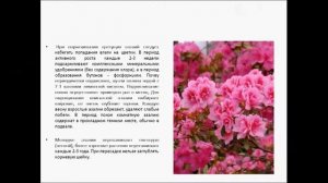 АЗАЛИЯ  КОМНАТНАЯ