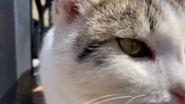 Дивеево - раз. 22-24 августа 2022. смотреть онлайн