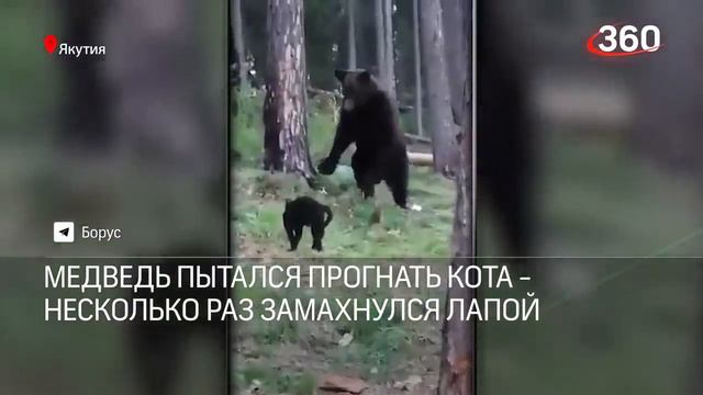 Вася и Медведь - противостояние. Люди приехали в лес на пикник, когда к ним вышел медведь смотреть онлайн