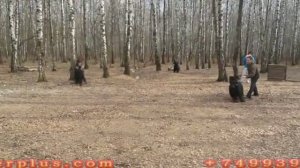 Ризеншнауцер vs черный терьер защита хозяина.