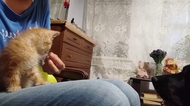 Знакомство котенка с собакой