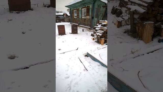 Щенок 2 месяца РЕЛ !!! привыкает к новому дому! смотреть онлайн
