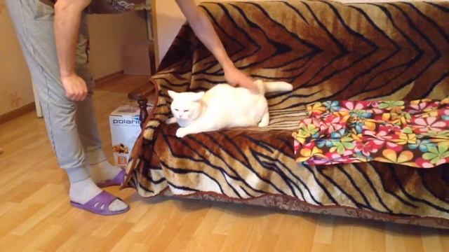 Белый кот любит когда шлепают по попе смотреть онлайн