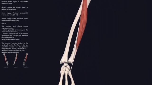 Lockdown Anatomy with Prof Alice Roberts #5: forearm extensors смотреть онлайн