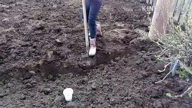 Первые цветы.Порядок в курятнике.Перекопали огород и посадили овощи. смотреть онлайн