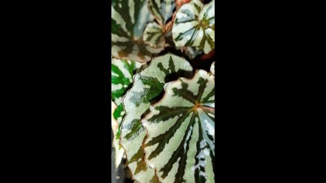 Begonia Irian Jaya