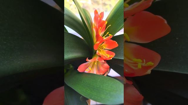 Кливия смотреть онлайн