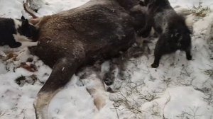 Охота на лося с лайками в Кировской области