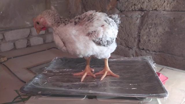 Цыплята 29 дней мясо яичная порода кур Лорен Браун и Мастер Грей взвешивание смотреть онлайн