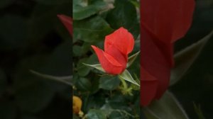 цветение роз Краснодарский край    пёстрая роза Броселианд