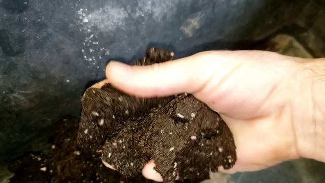 малина Энросадира. Размножение крапивкой из корневых черенков. смотреть онлайн