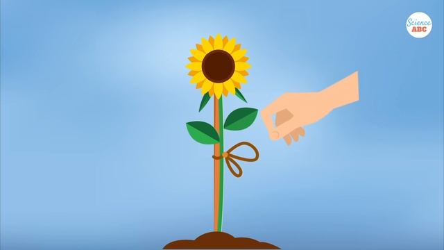 How Do Sunflowers Face The Sun? смотреть онлайн