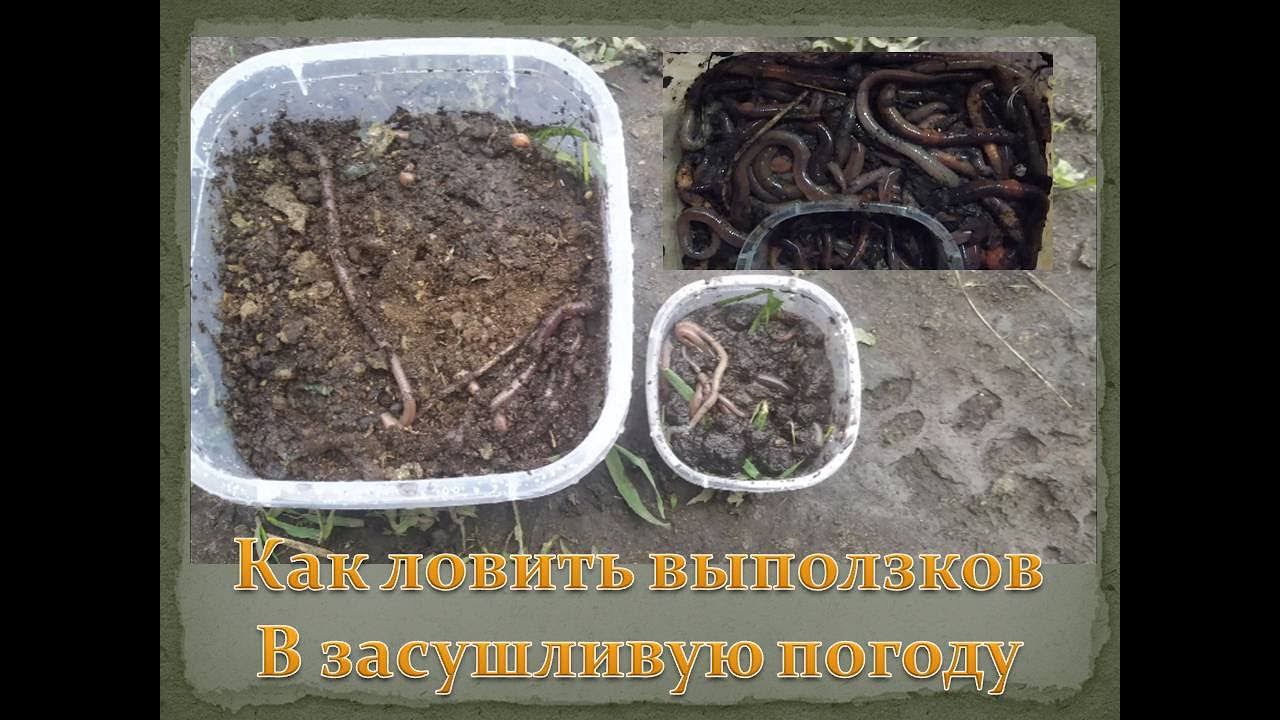 Как ловить выползков, простой действенный способ, за 20 минут больше 100 штук смотреть онлайн