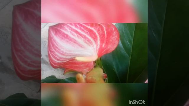 антуриум Andre "Livium" из моей коллекции. Какой красавец! Глаз не оторвать! смотреть онлайн