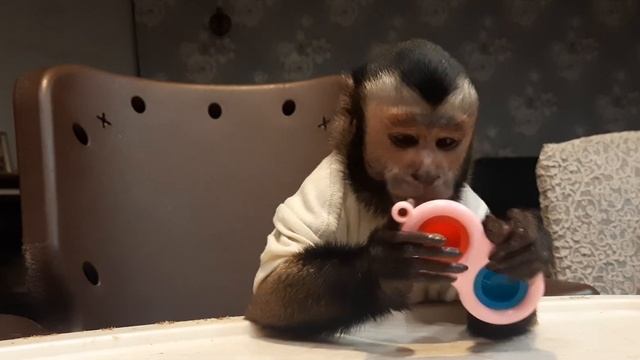 Ульяна и новая игрушка, умный капуцин смотреть онлайн