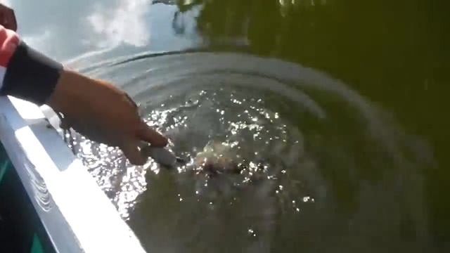 Save Black Bass Fish - Sport Fishing By Yudiesthire Ega смотреть онлайн