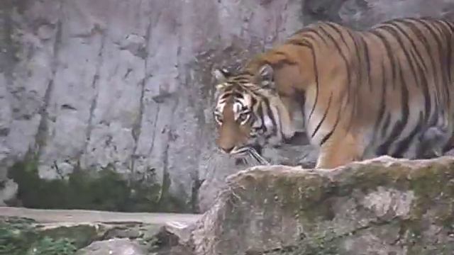 Рим: сад Боргезе и зоопарк. смотреть онлайн