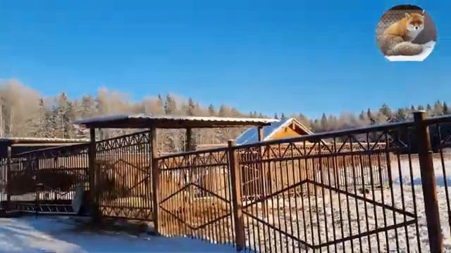 Ну очень волосатая лошадь! И пони величиной с собаку смотреть онлайн