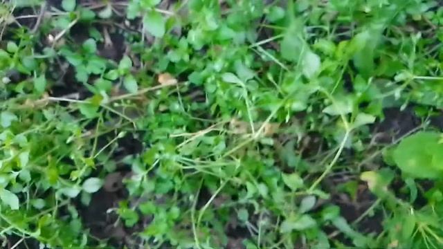 Лечебные травы на огороде. Мокричник, лист малины?, полевой клевер ☘️. ч.1. смотреть онлайн