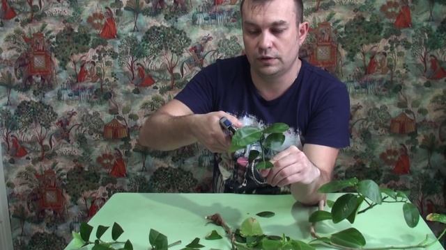 НАРЕЗКА ЧЕРЕНКОВ ЦИТРУСОВЫХ ДЛЯ УКОРЕНЕНИЯ. #ЦИТРУСОВЫЕ #ЭКЗОТИКА НА ПОДОКОННИКЕ смотреть онлайн