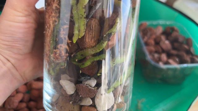 Пересаживаю Парфюмерную фабрику в закрытую систему (стекло). Пересадка в двойной горшок Равелло смотреть онлайн