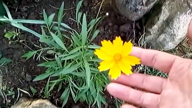 Кореопсис.Летник в вашем саду#цветыиюня #shorts смотреть онлайн