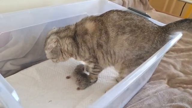 Мама кошка ищет своего погибшего котенка смотреть онлайн