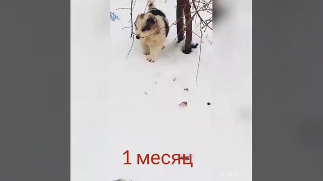 Алабай щенок 1 месяц смотреть онлайн