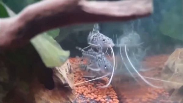 Pictus Catfish Species Profile