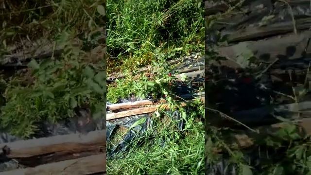 розы прекрасно растут на севере город Сыктывкар Коми смотреть онлайн