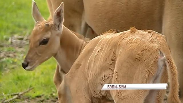 В Ярославском зоопарке сразу у нескольких семей животных родились детеныши смотреть онлайн