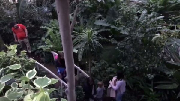 Barbican Conservatory Tour