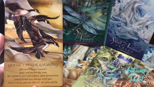 Spirit of the Animals Oracle Deck by Jody Bergsma смотреть онлайн