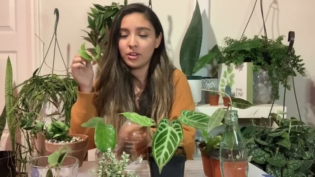 Huge Rare + Uncommon Plant Haul! | Anthurium, Hoya, Cacti, Lipstick Plants смотреть онлайн
