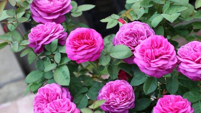 Роза флорибунда Хайди Клум Heidi Klum смотреть онлайн