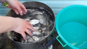 Как ПЛОТВУ АРОМАТНО засолить,вымочить,завялить,посушить...