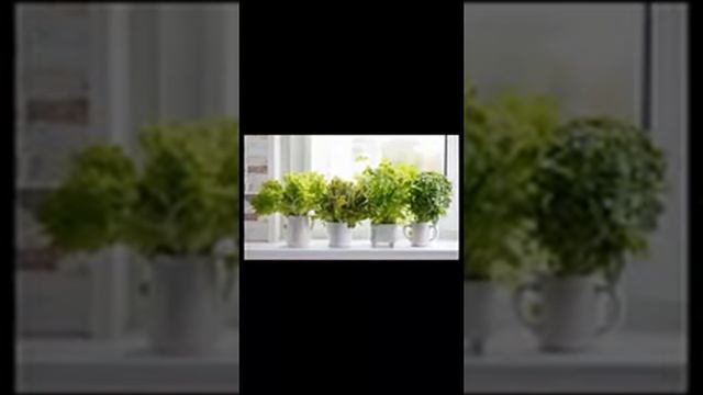 Микрозелень на подоконнике выращивание из семян в домашних условиях без земли смотреть онлайн