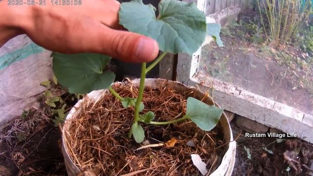 Время прищипывать макушки у дыни смотреть онлайн