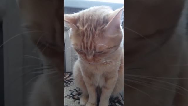 ? Ученые выяснили, что кошкам нравится, когда хозяева говорят с ними ласковым тоном смотреть онлайн