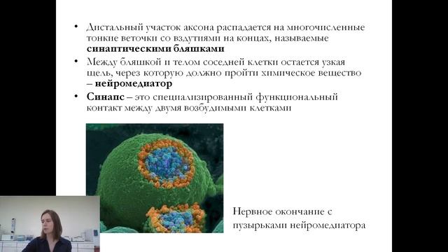 Строение нейрона, способы окраски нейрона