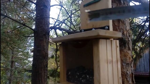 Лучшая кормушка для белок. squirrel feeder смотреть онлайн
