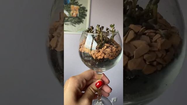 Седум шталя в бокале смотреть онлайн