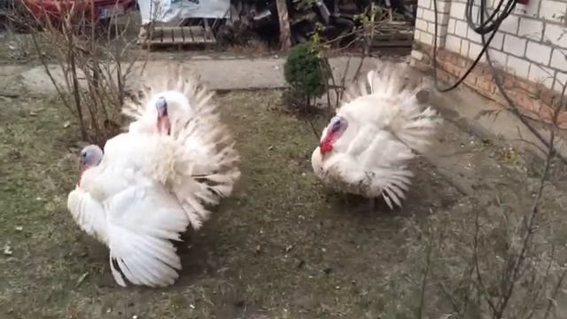 Индюки-Патриоты смотреть онлайн