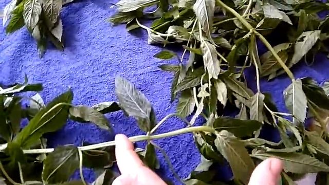 Как правильно сушить мяту в домашних условиях. смотреть онлайн