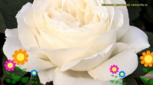 Роза чайно-гибридная Жанн Моро. Краткий обзор, описание характеристик Jeanne Moreau