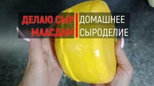 Мой первый СЫР МААСДАМ,  Как приготовить в домашних условиях/ Home Maasdam